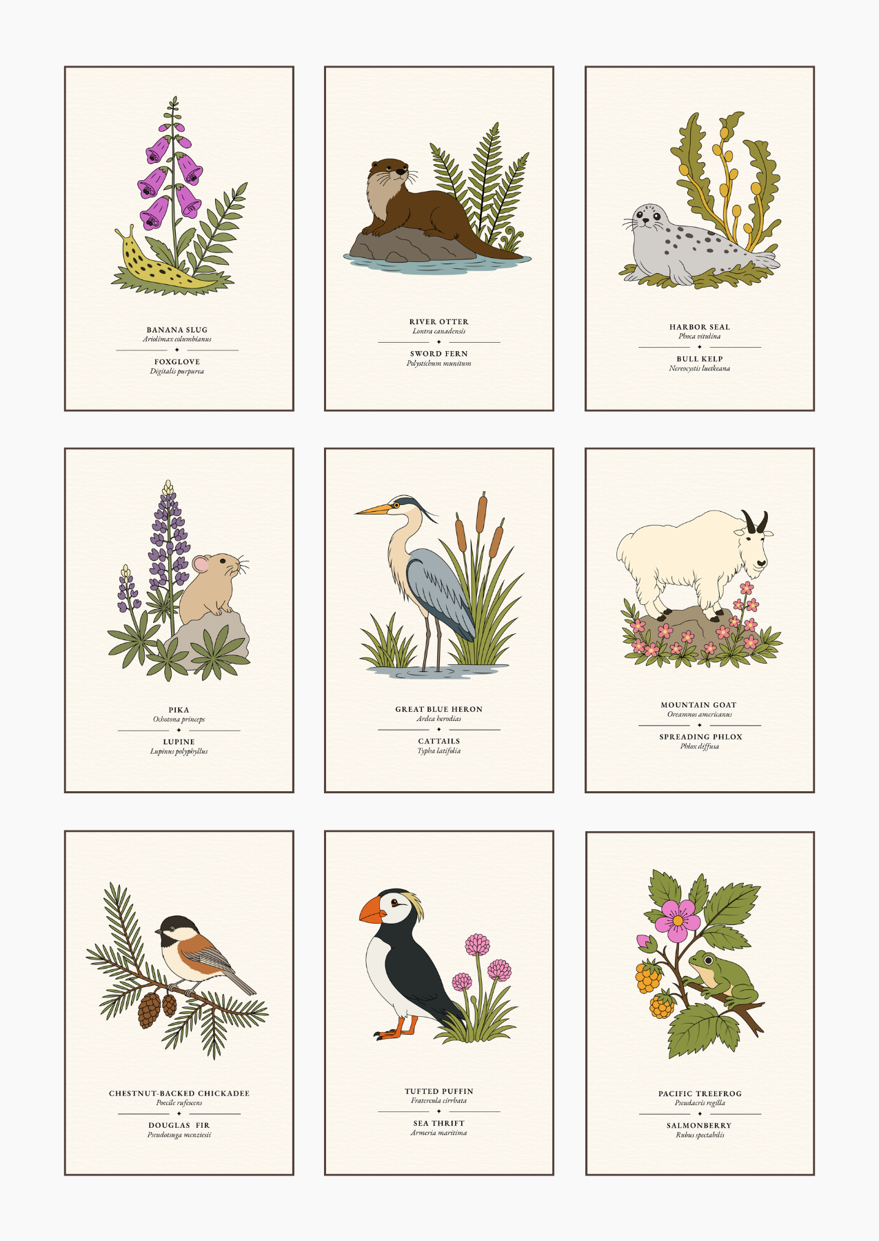 PNW Flora & Fauna Post Card Set