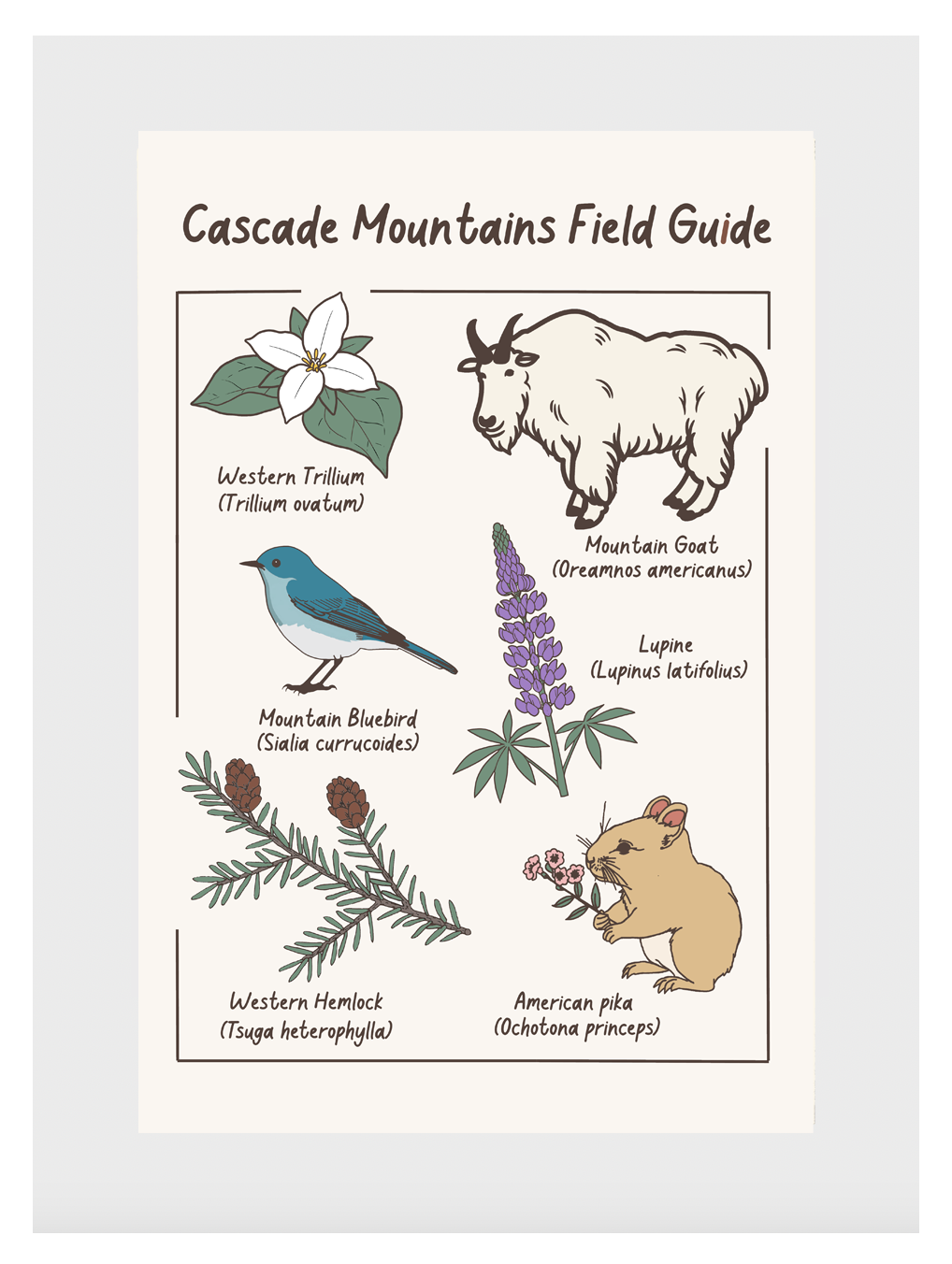 Cascade Mountains Field Guide Post Card