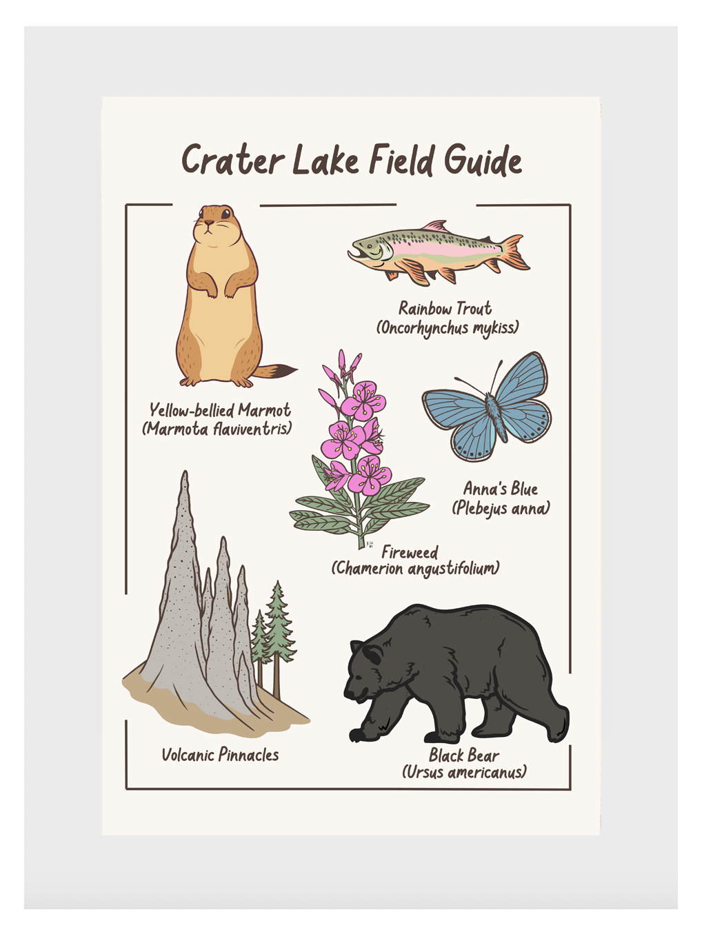Crater Lake Field Guide Post Card