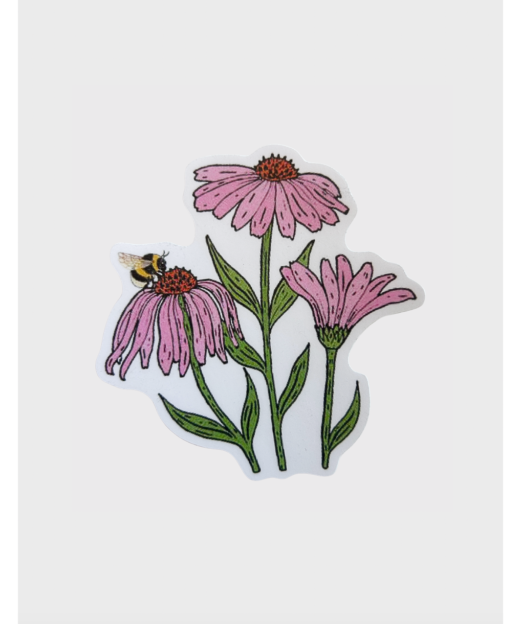 echinacea.png