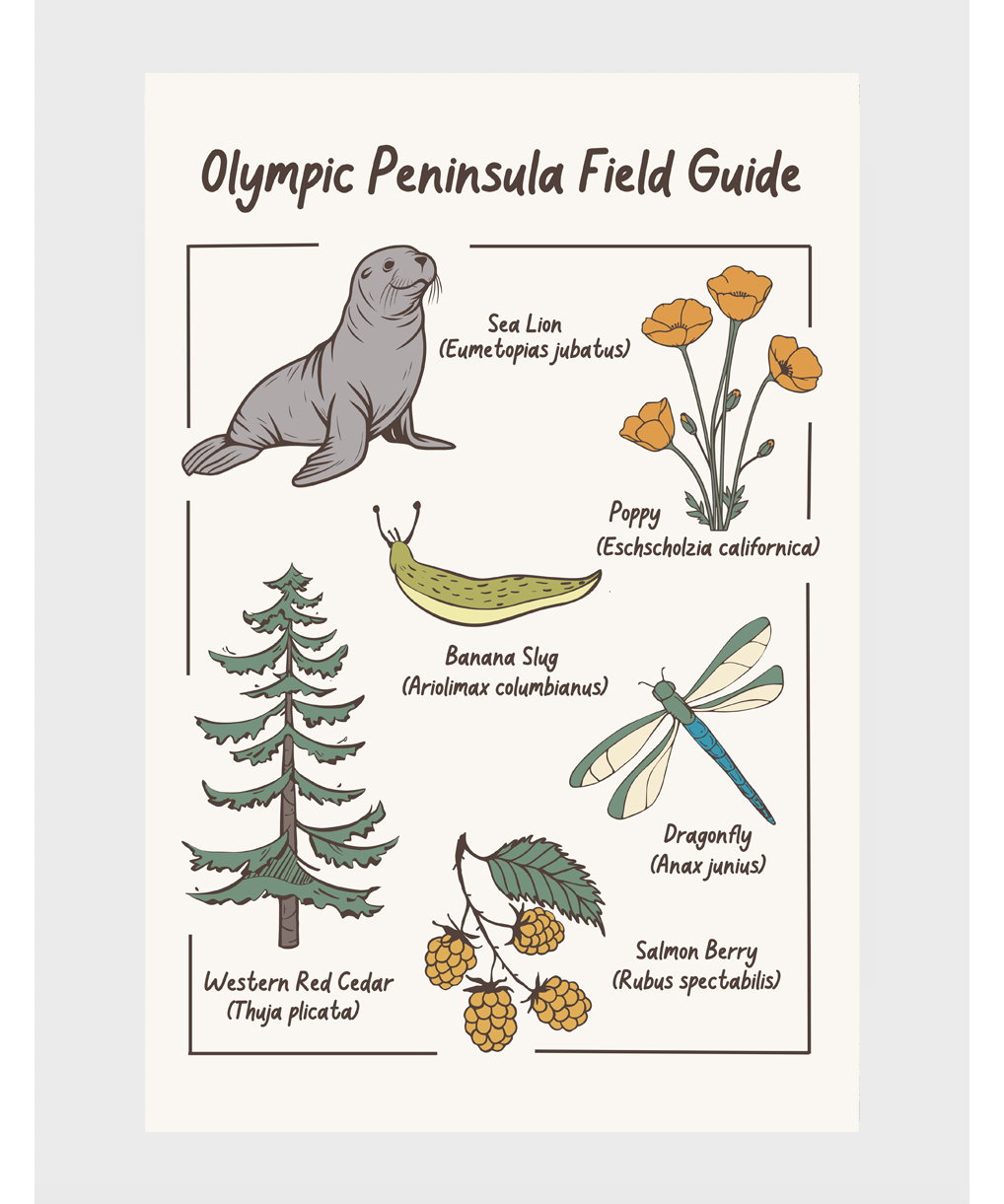 olympicpostcardfrontcopy2.png